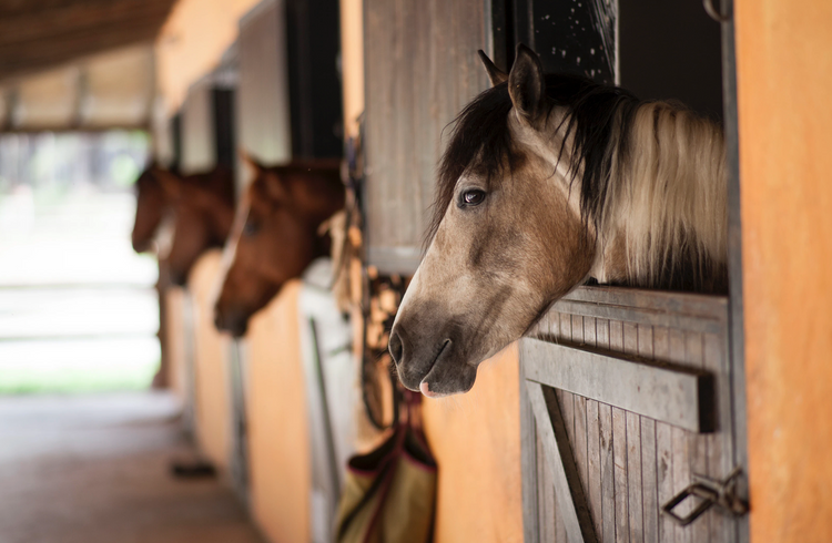Equestrian Excellence: Enjoy Your Dream Horse Barn