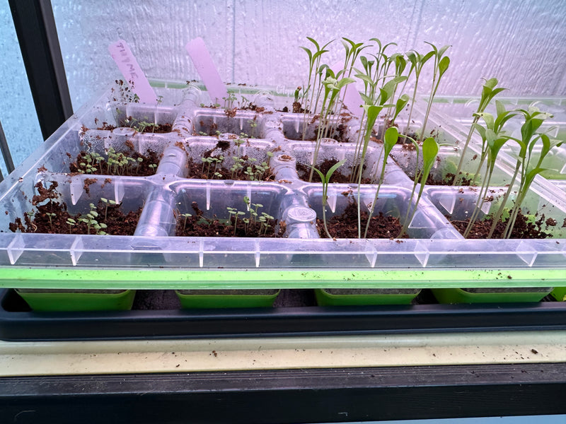 Load image into Gallery viewer, Cottage Greenhouse
