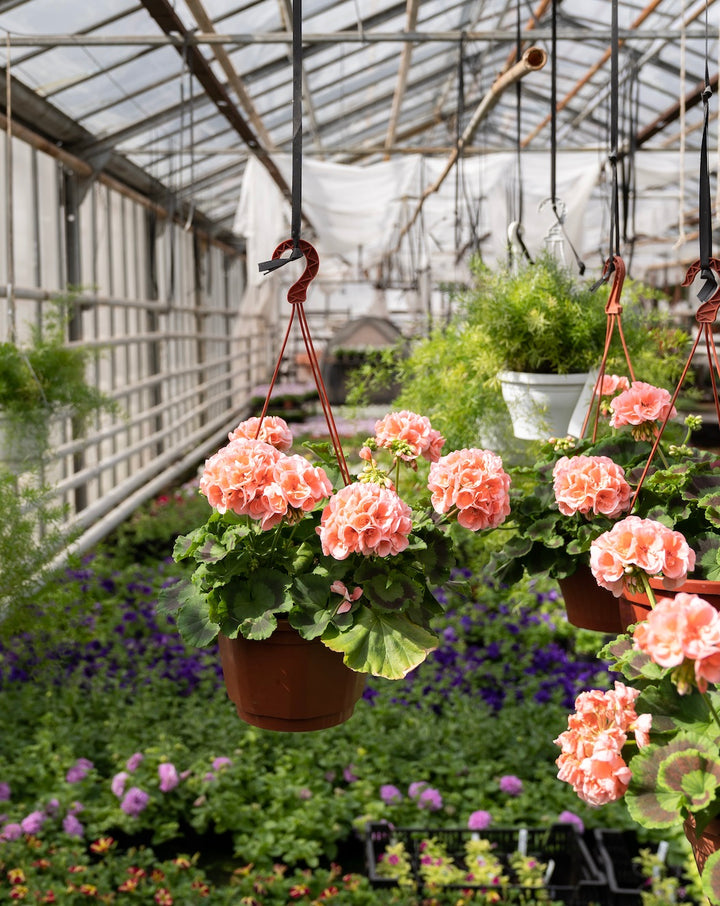 Amazing Amish Greenhouses St Charles Mns Best Kept Secret - 5umvxyt